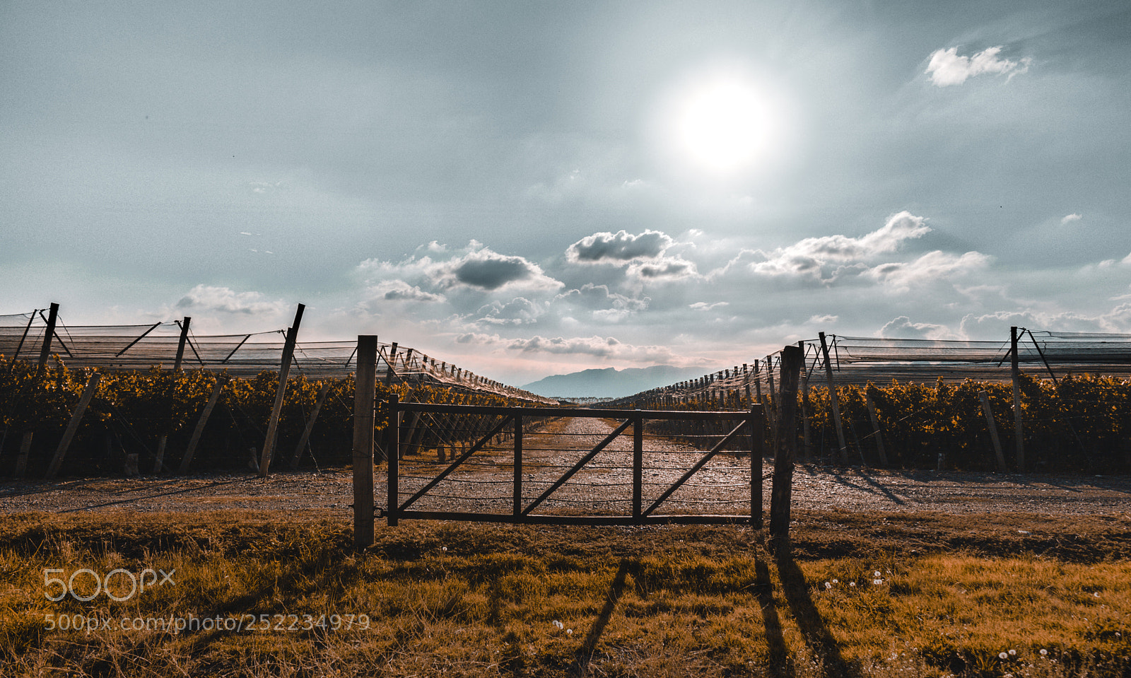 Canon EOS 750D (EOS Rebel T6i / EOS Kiss X8i) sample photo. Vineyards and clouds photography