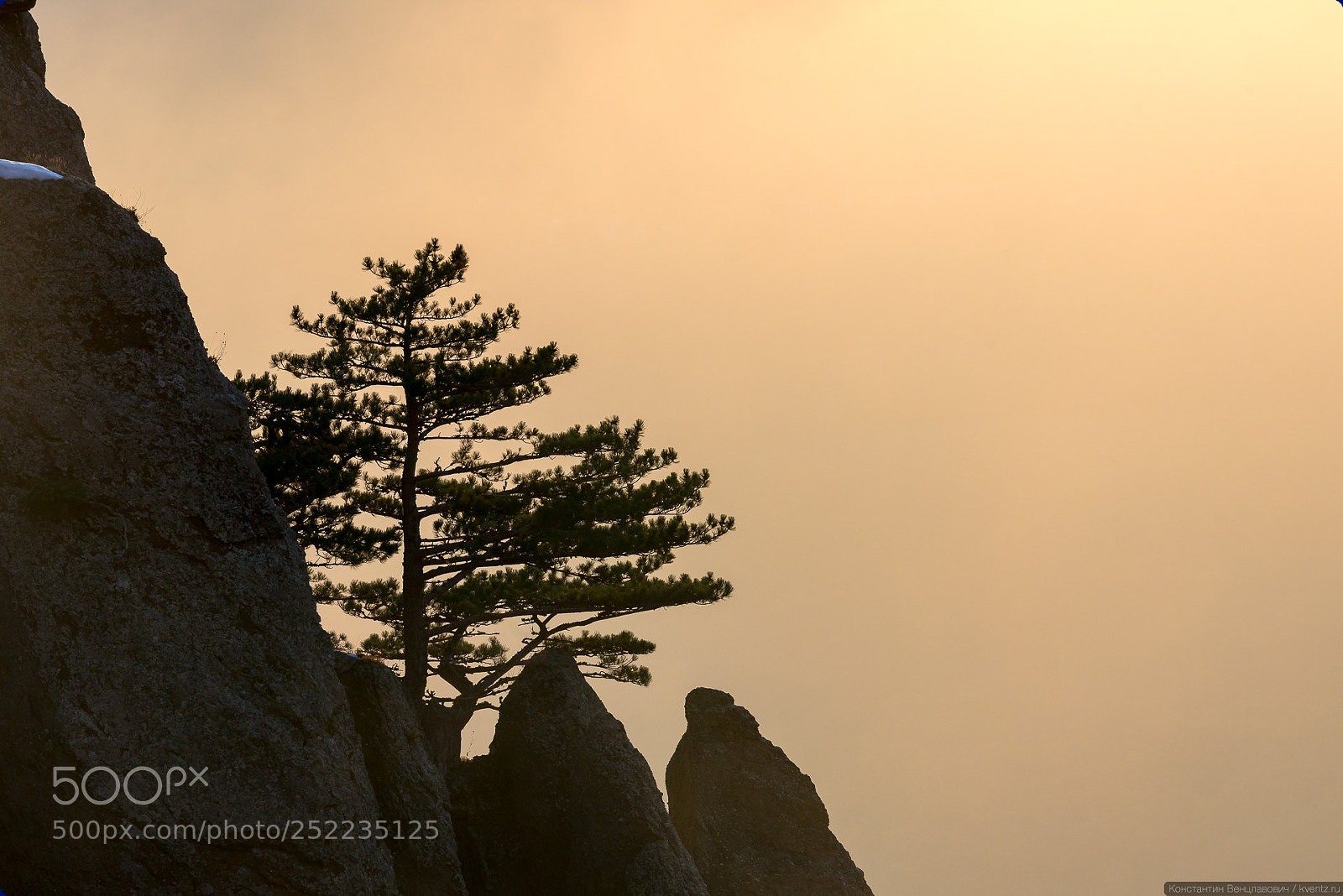 Nikon D800 sample photo. Lonely pine on a photography