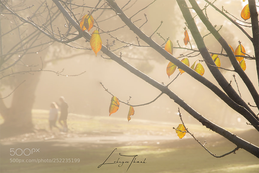Nikon D800E sample photo. Morning fog photography