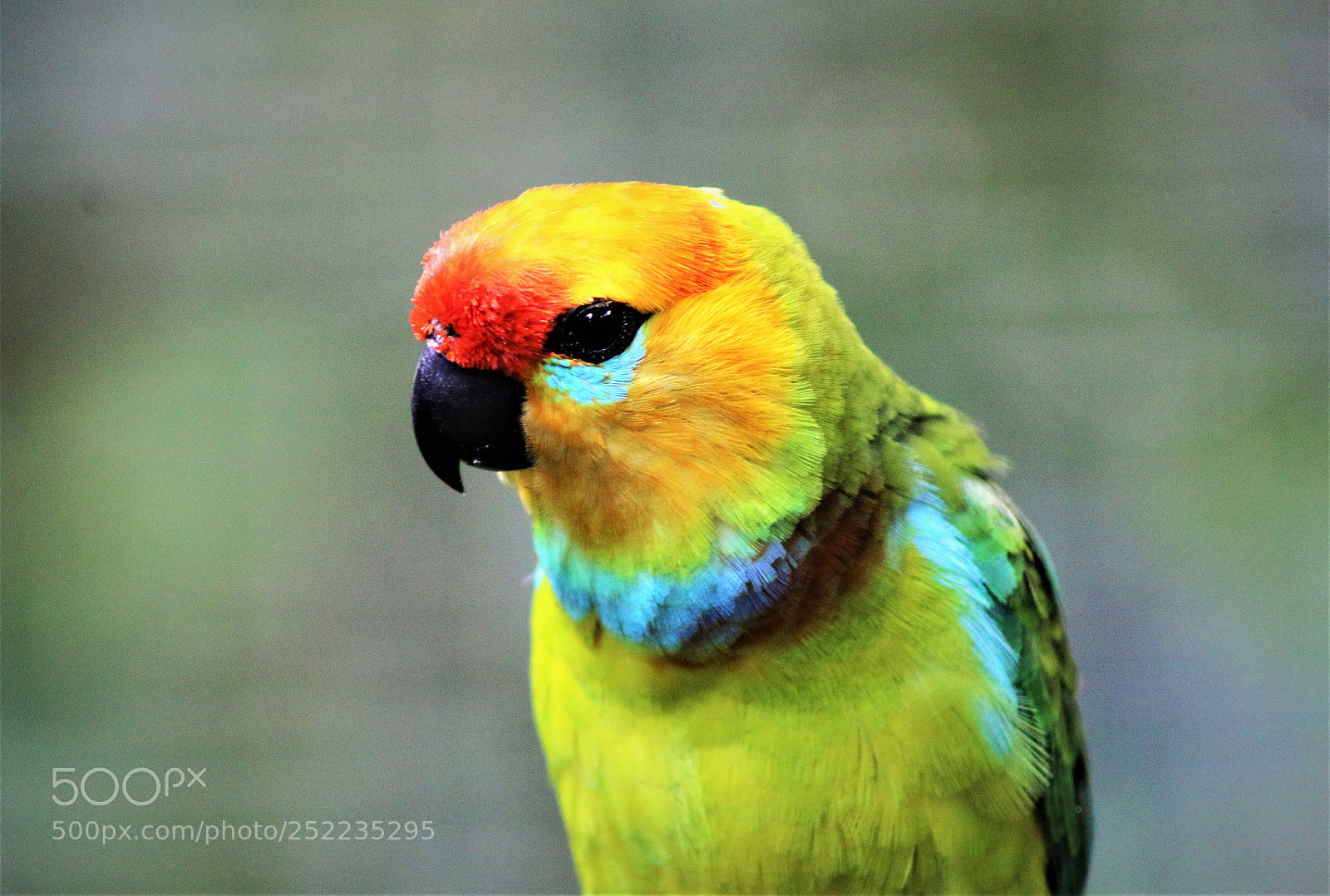 Canon EOS 70D sample photo. Colorful bird photography