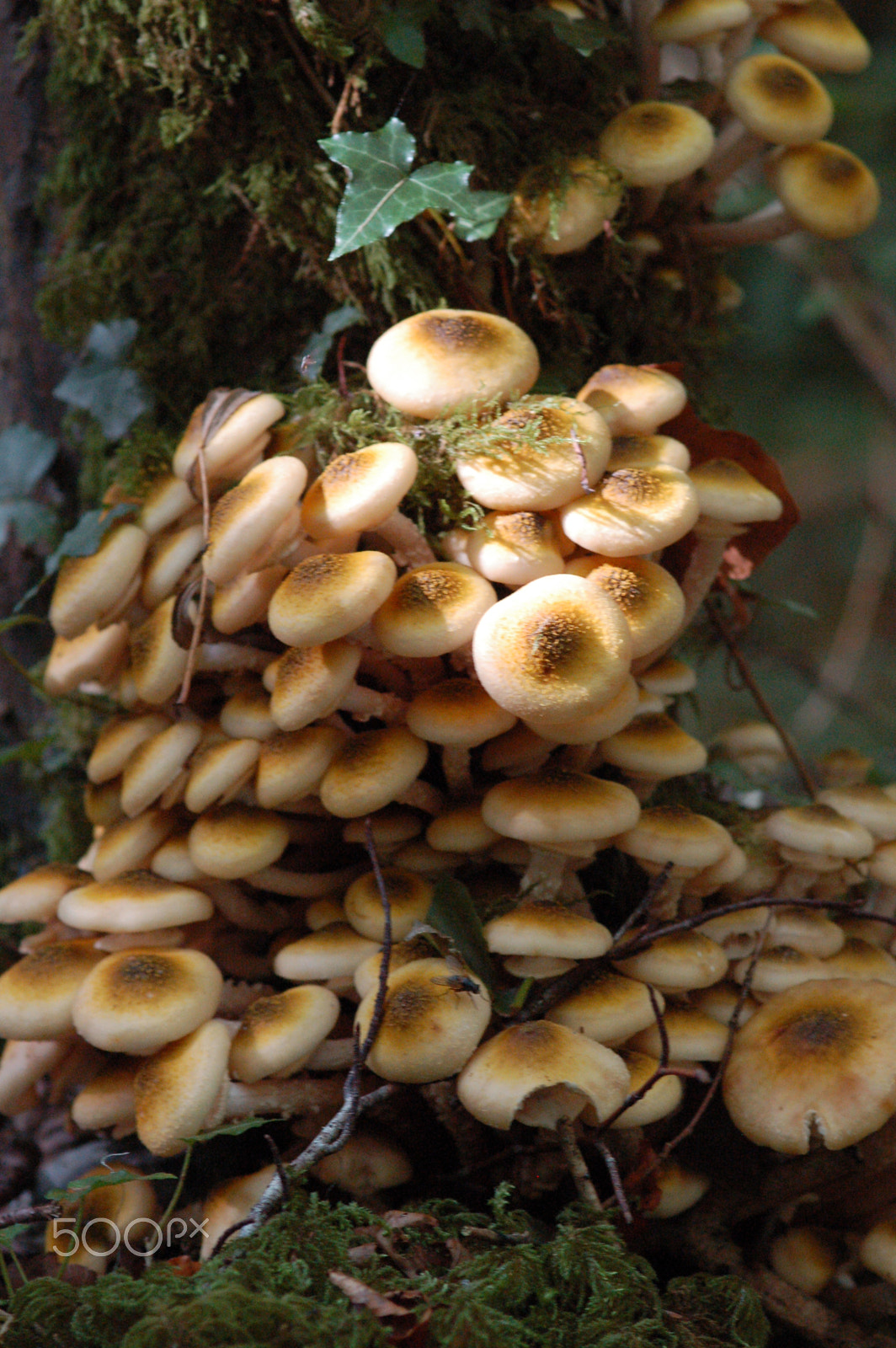 Sigma 105mm F2.8 EX DG Macro sample photo. Mushrooms photography