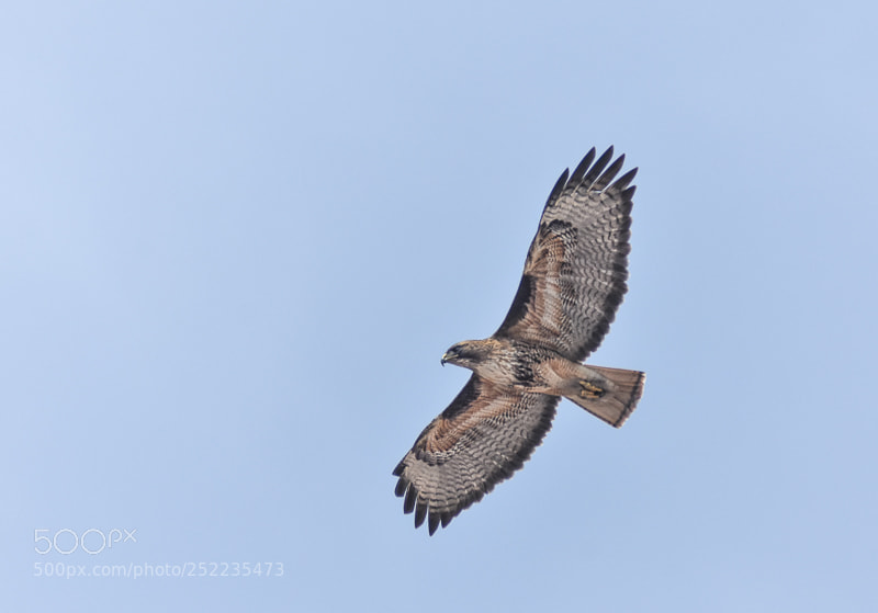 Nikon D7200 sample photo. Hawk flyover photography