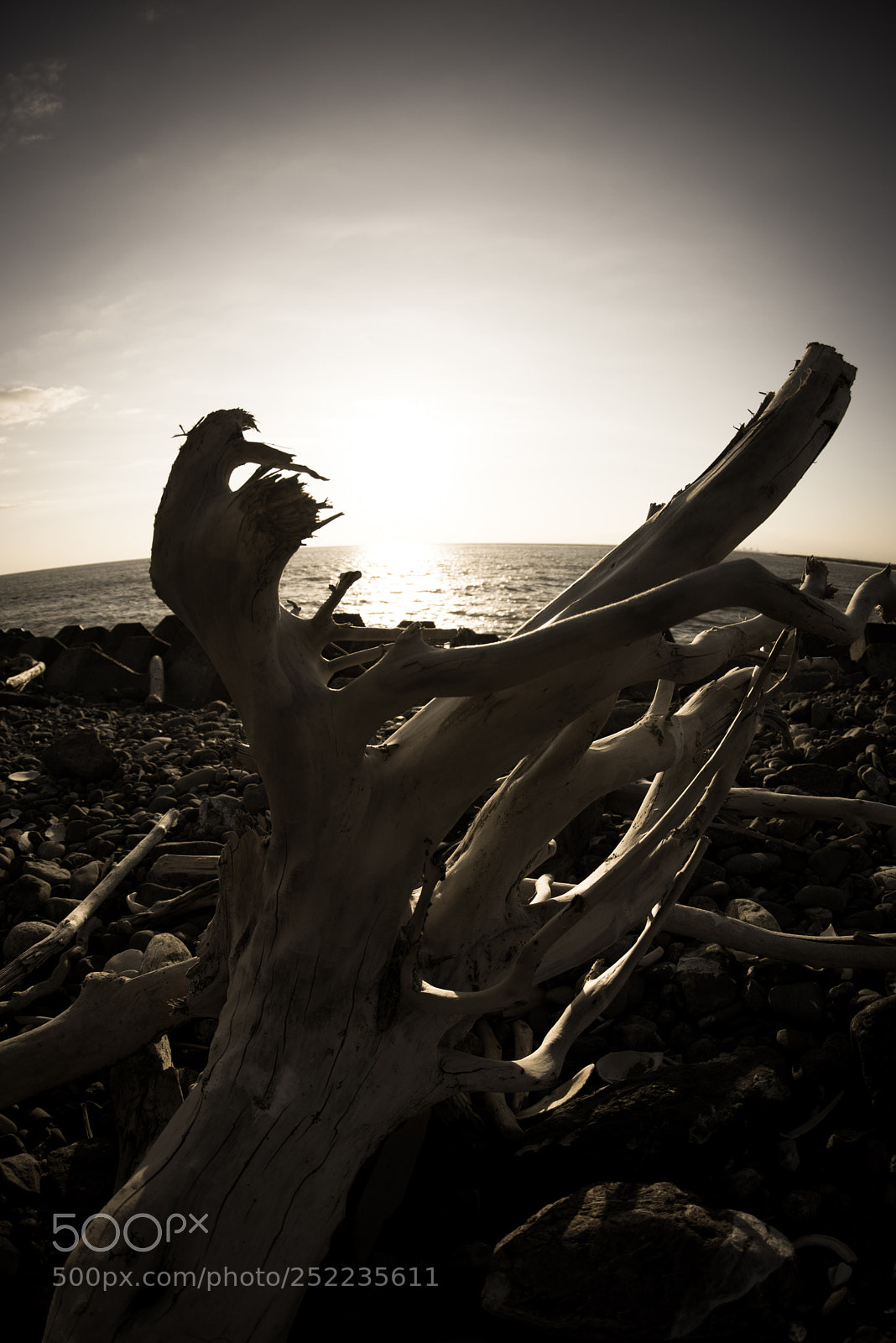 Nikon D810 sample photo. Driftwood photography