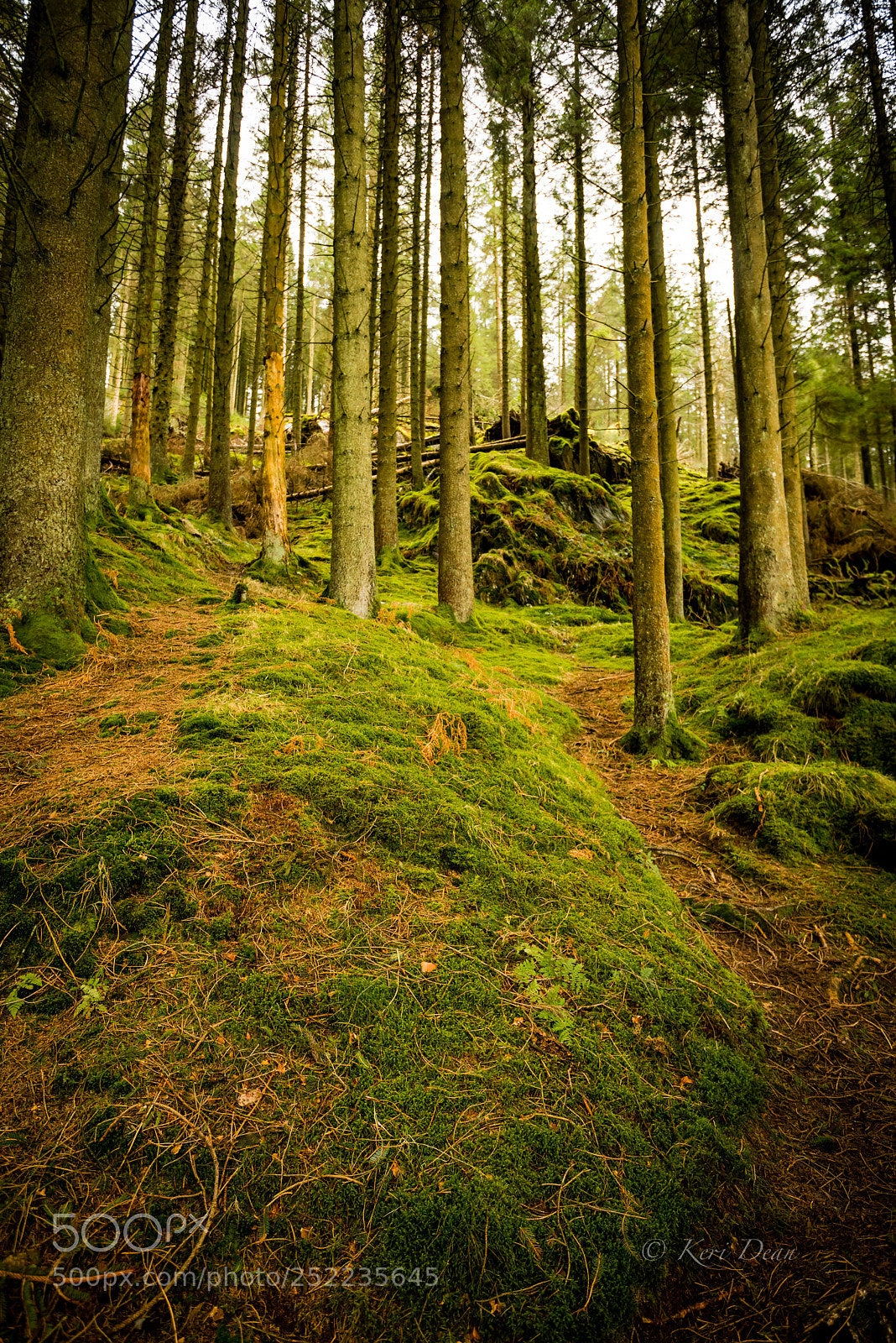 Nikon D810 sample photo. Forest photography