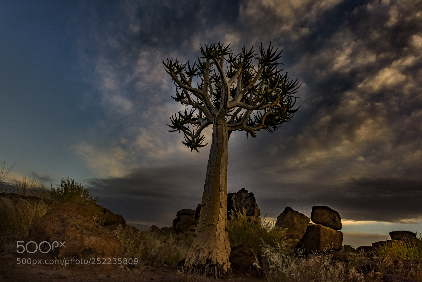 Nikon D810 sample photo. Quiver tree at sunset photography