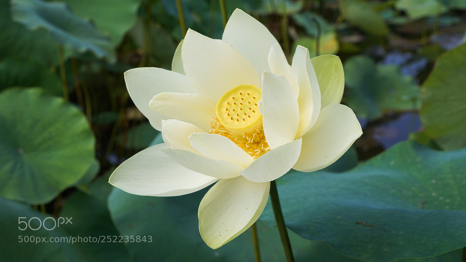 Sony a6000 sample photo. Lotus flower.jpg photography