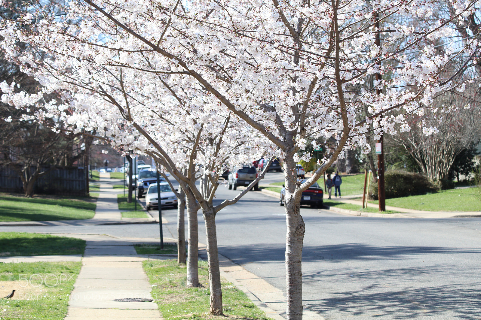Canon EOS 80D sample photo. Cherry blossom photography