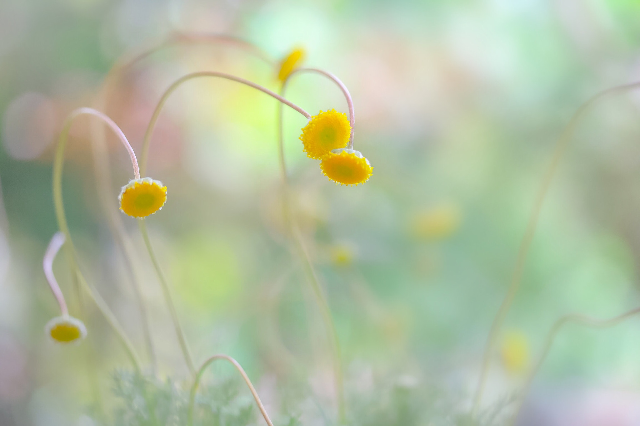 Canon EOS 760D (EOS Rebel T6s / EOS 8000D) sample photo. I see many fireflies in my garden photography