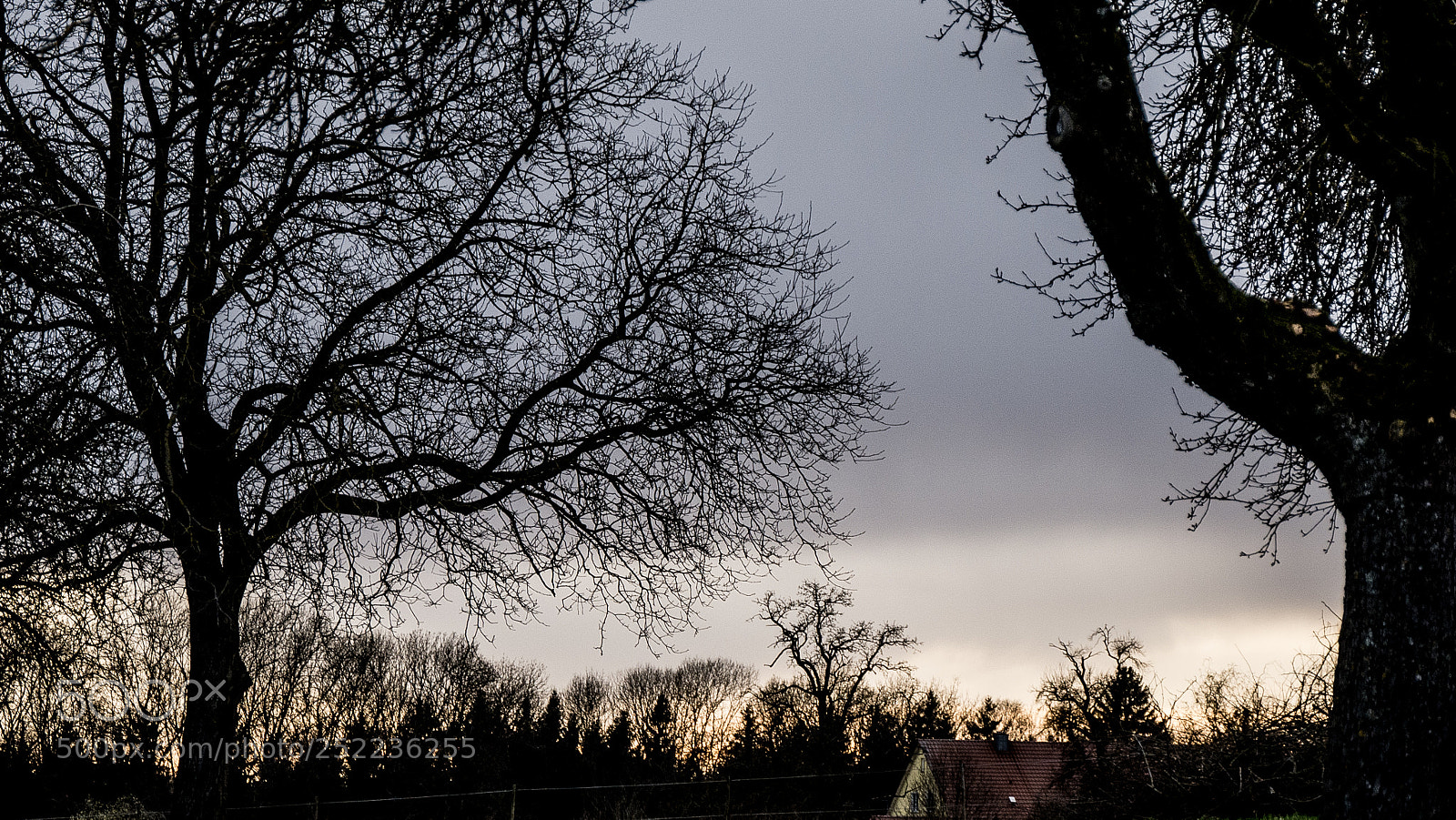 Panasonic DMC-G70 sample photo. Tree silhouettes photography
