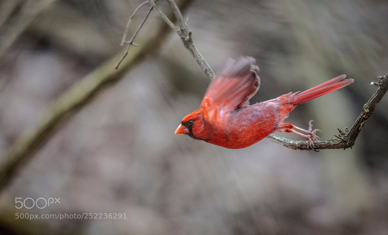Canon EOS 5DS R sample photo. Taking off photography
