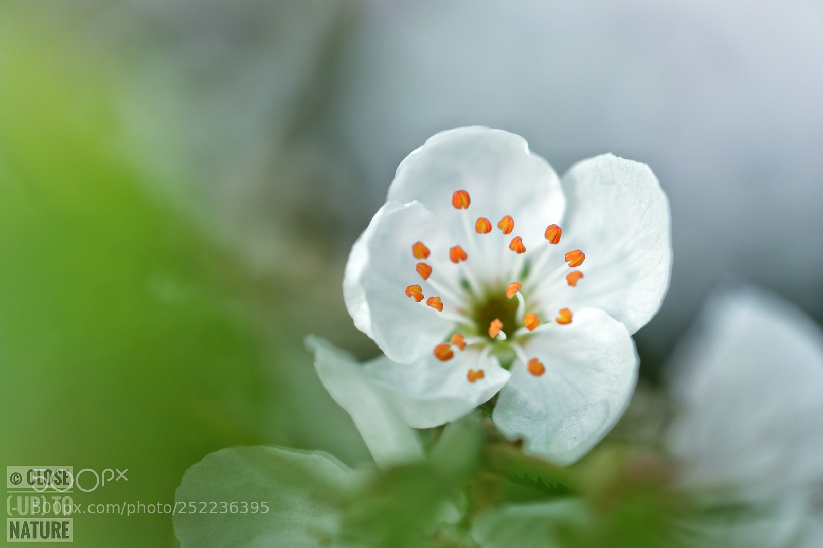 Samsung NX500 sample photo. Prunus spinosa photography