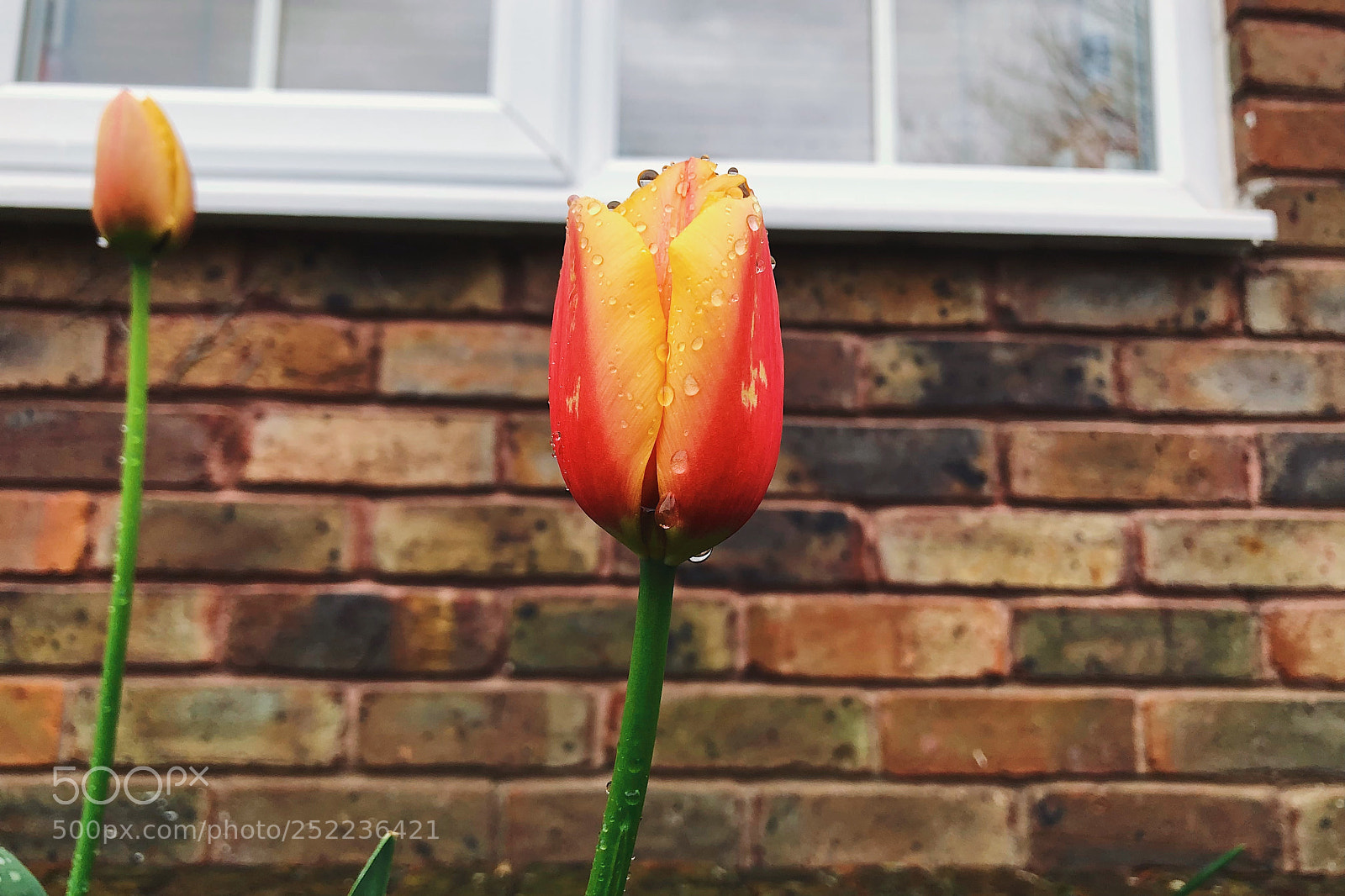 Apple iPhone 8 Plus sample photo. Flower & droplets photography