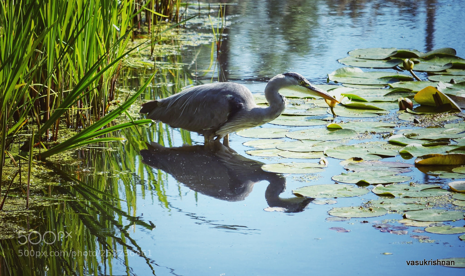 Nikon D3300 sample photo. Grey heron photography