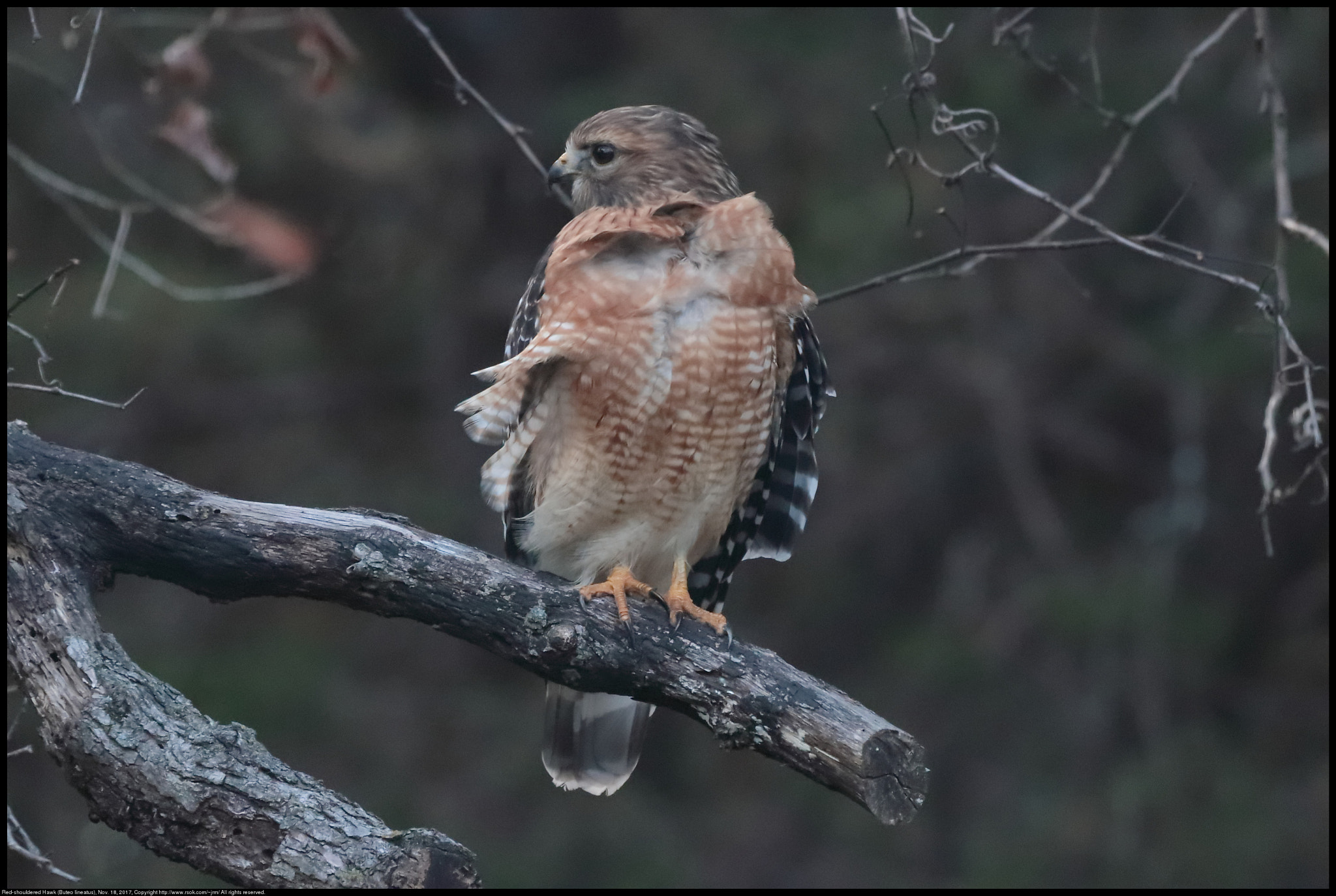 Canon EF 70-300 F4-5.6 IS II USM sample photo. Red shouldered hawk photography