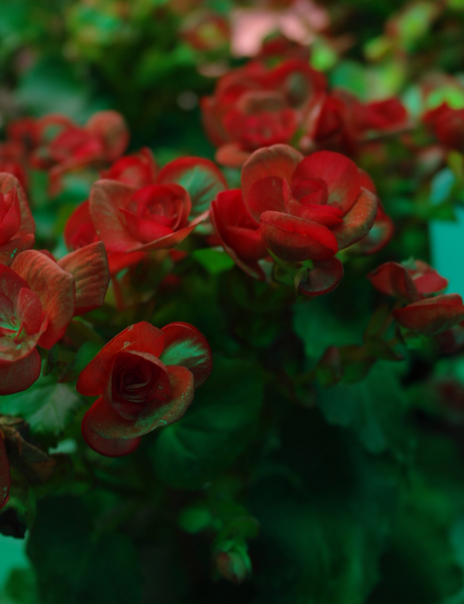 Samsung NX100 sample photo. Begonias, así nomás, en la primera captura. photography