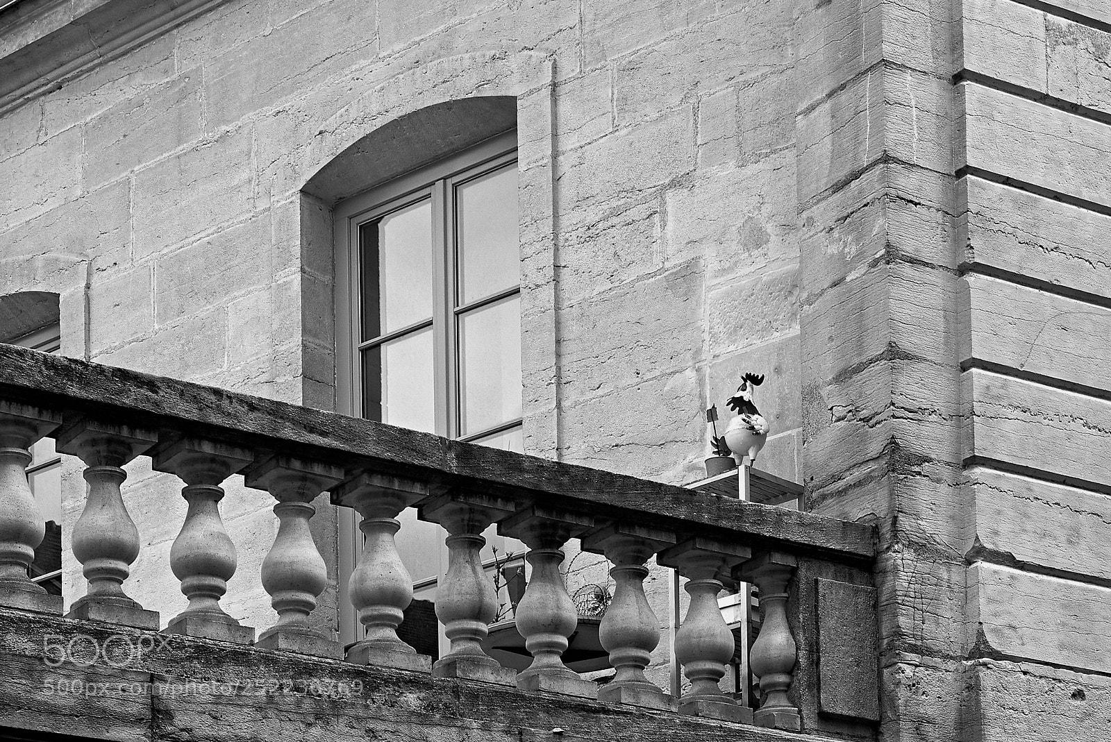 Leica M (Typ 240) sample photo. Rooster photography