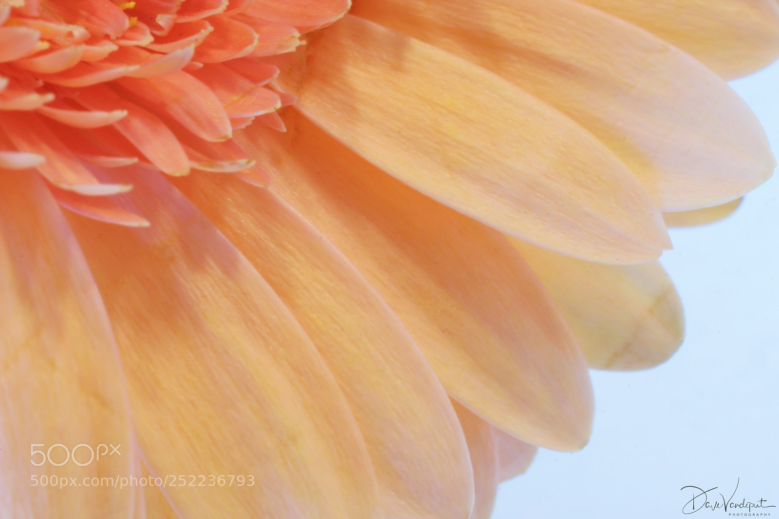 Sony SLT-A77 sample photo. Gerbera petals photography