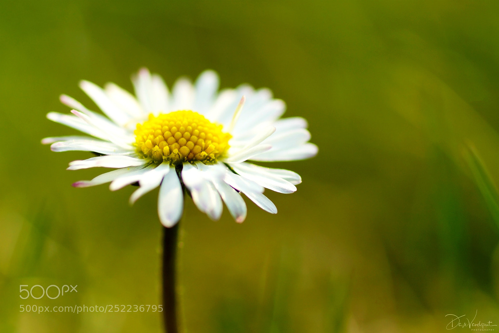 Sony SLT-A77 sample photo. Daisy up front photography