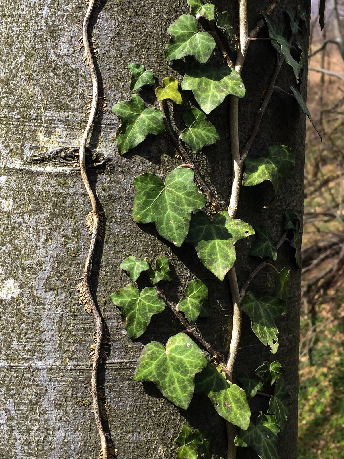Apple iPhone 6 sample photo. ??? photography