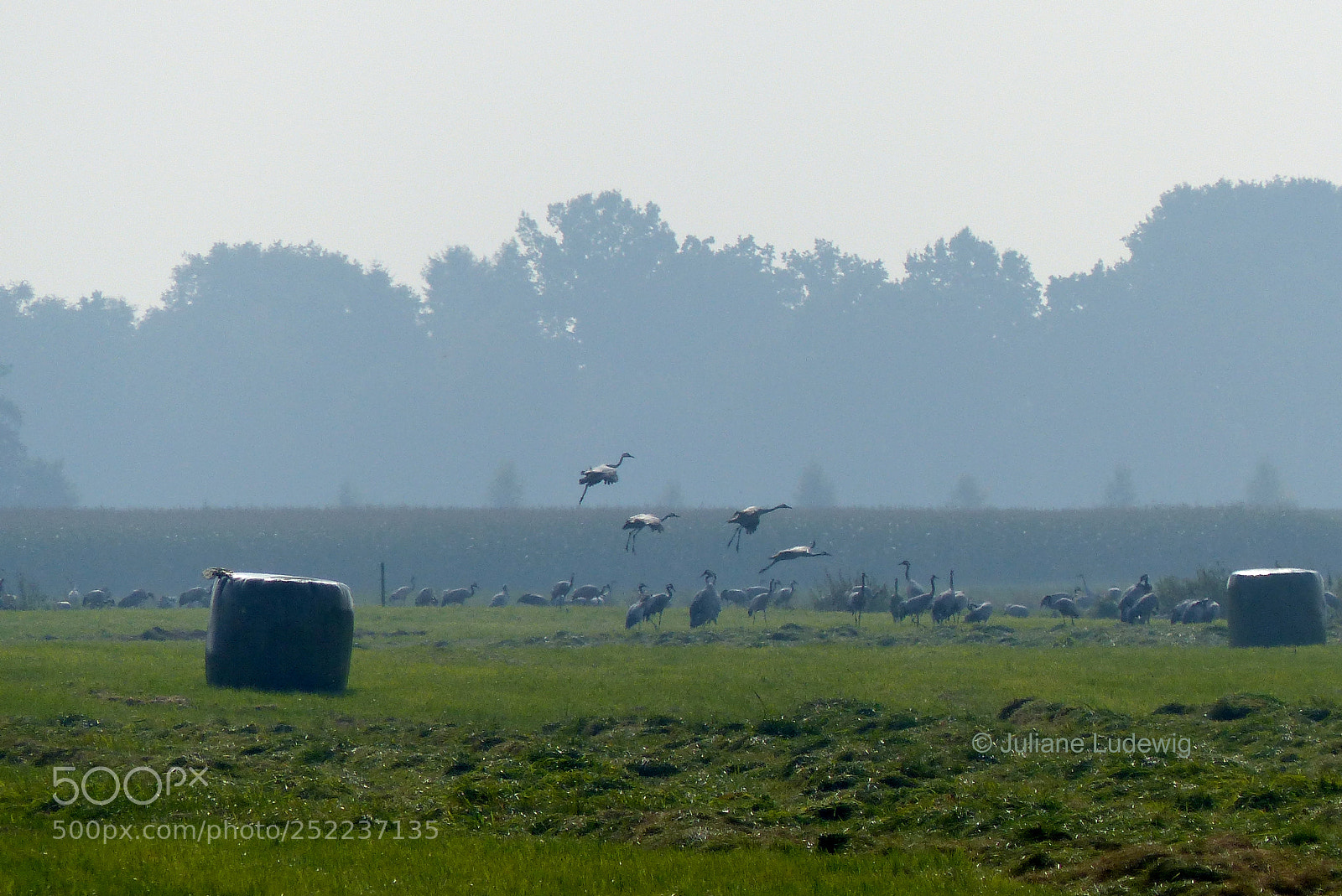 Panasonic Lumix DMC-FZ200 sample photo. Kraniche im landeanflug photography