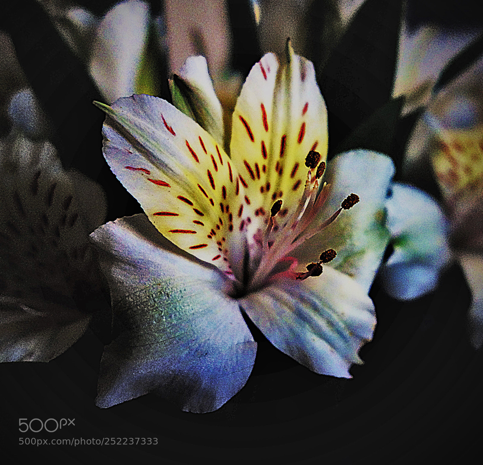 Sony Cyber-shot DSC-RX100 sample photo. Lilium photography