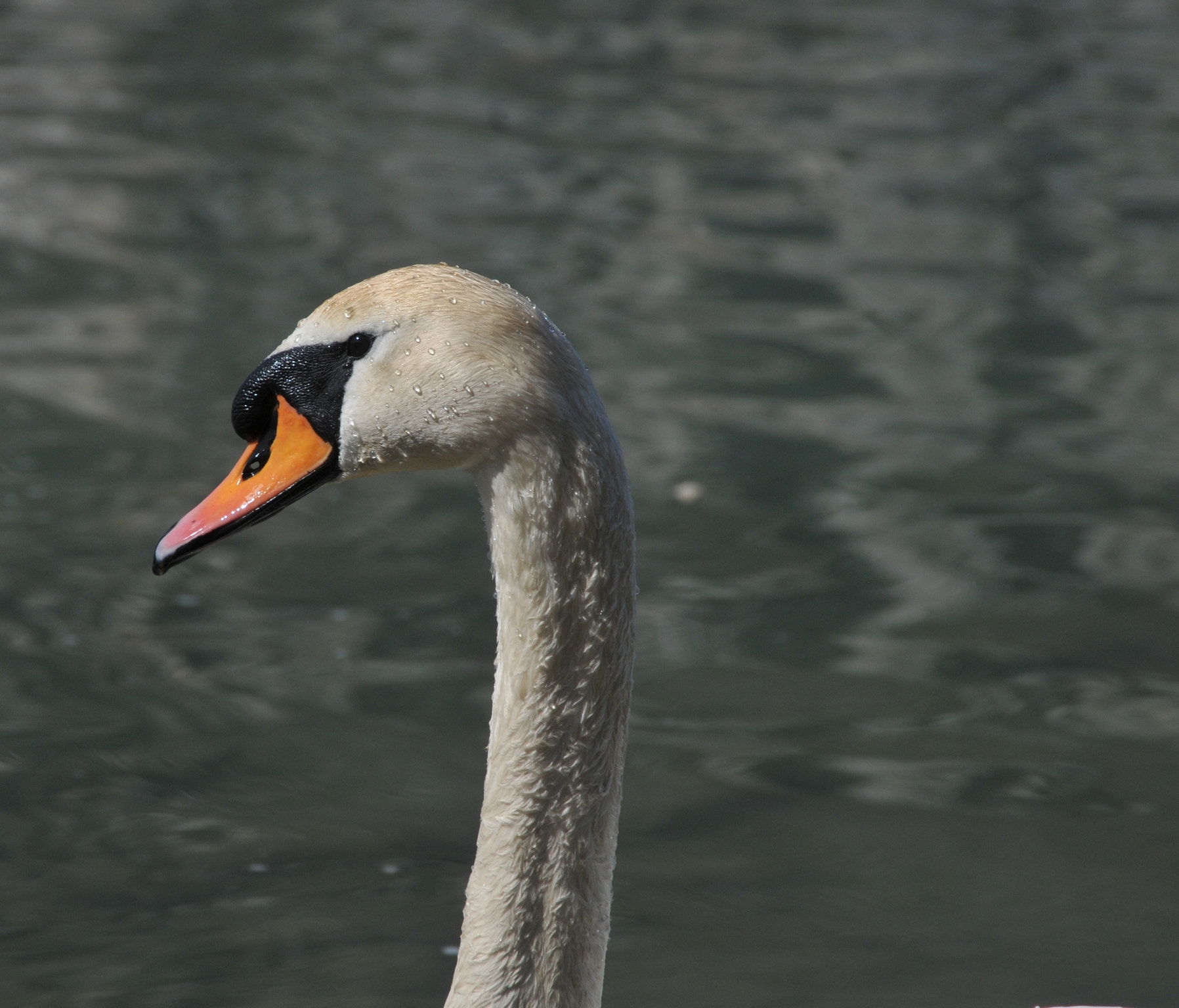 Nikon D300 sample photo. Swan photography