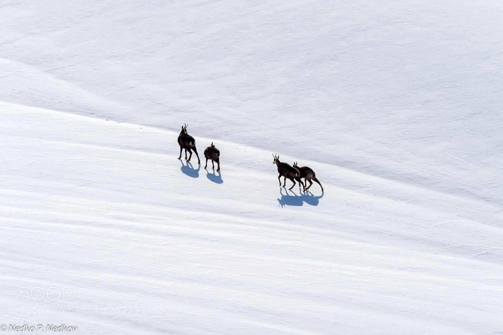 Nikon D4S sample photo. Snow- walker photography