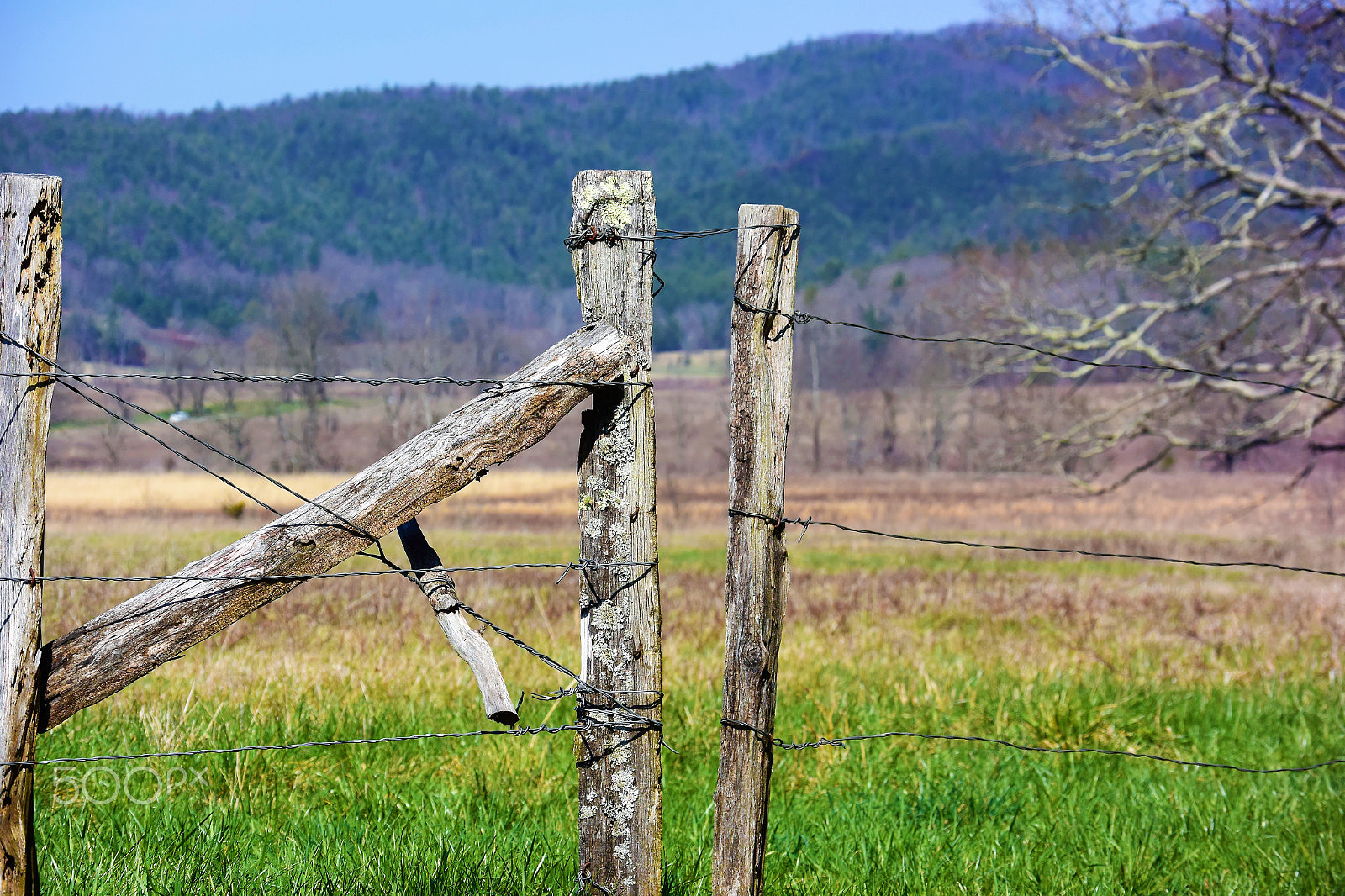 Nikon 1 J4 sample photo. Fence photography