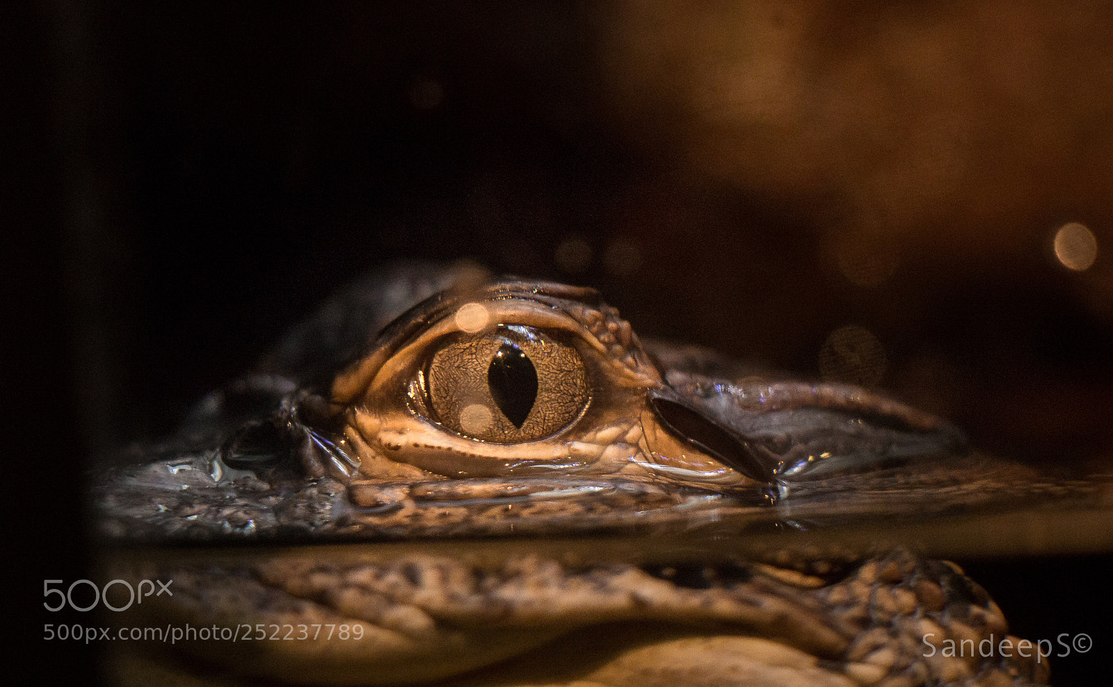 Canon EOS 70D sample photo. Baby croc photography