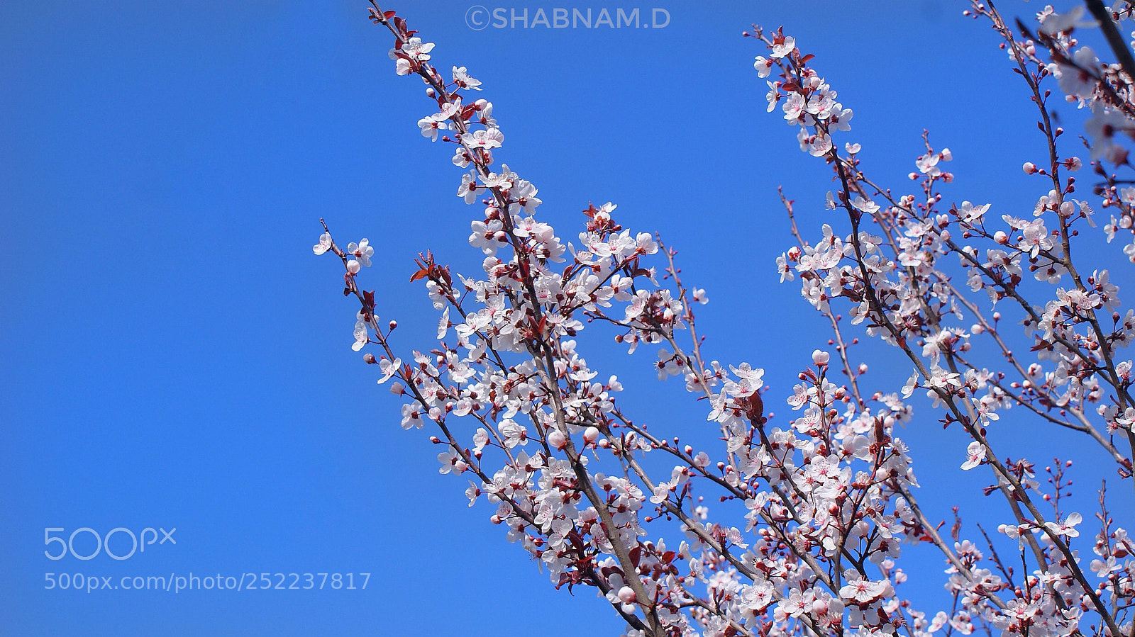 Sony Alpha DSLR-A200 sample photo. Untitled photography