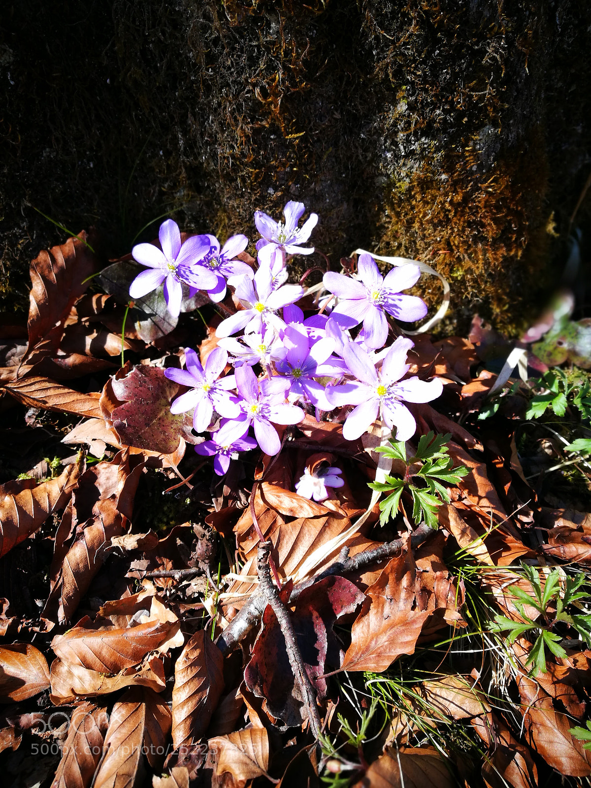 HUAWEI P9 sample photo. Tiny  flowers photography