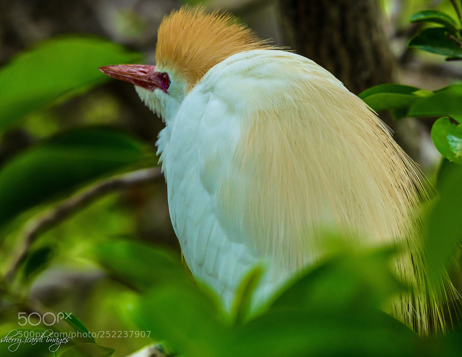 Nikon D850 sample photo. Cattle egret photography