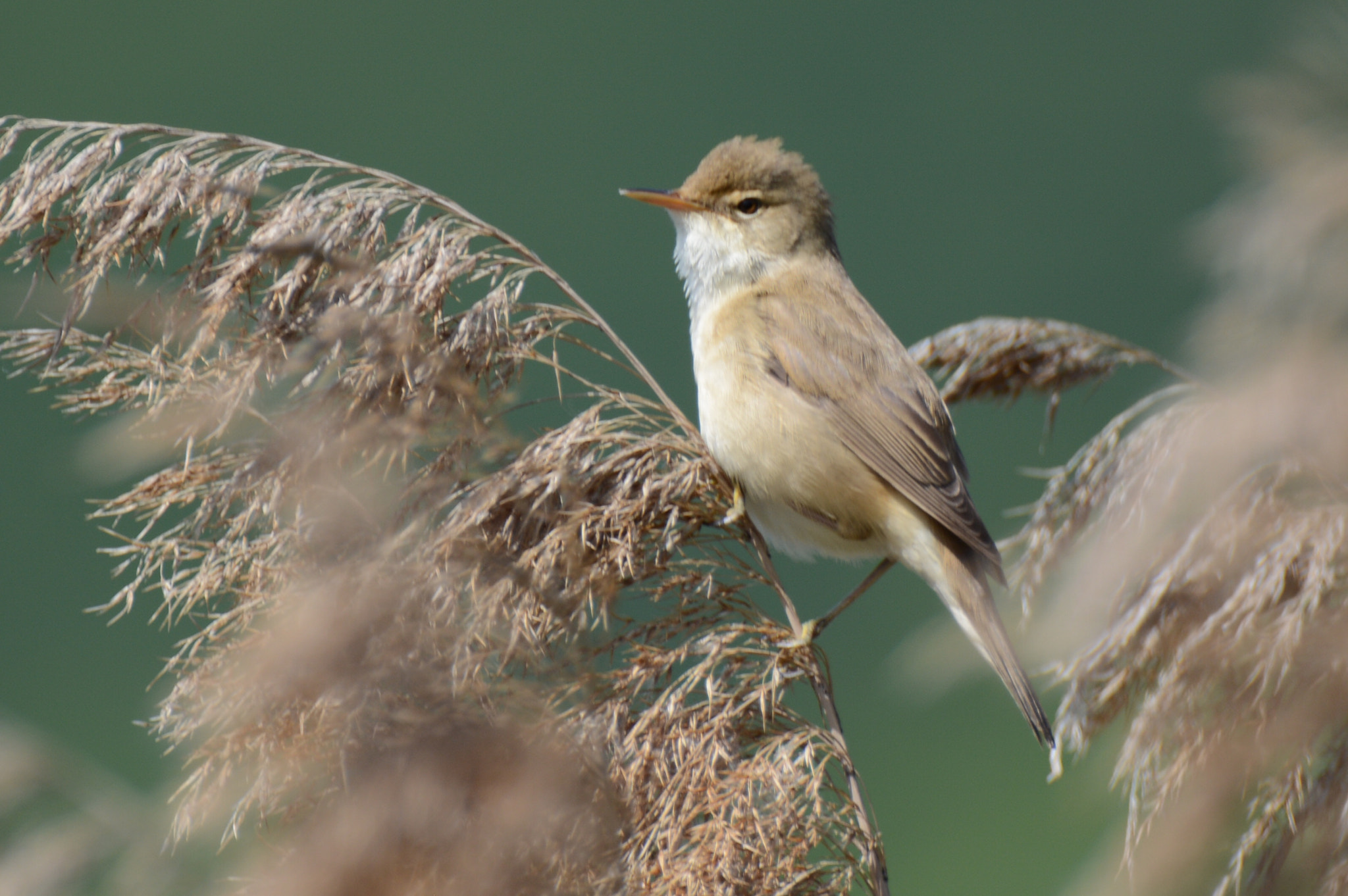Nikon D5200 sample photo. Reed warbler photography