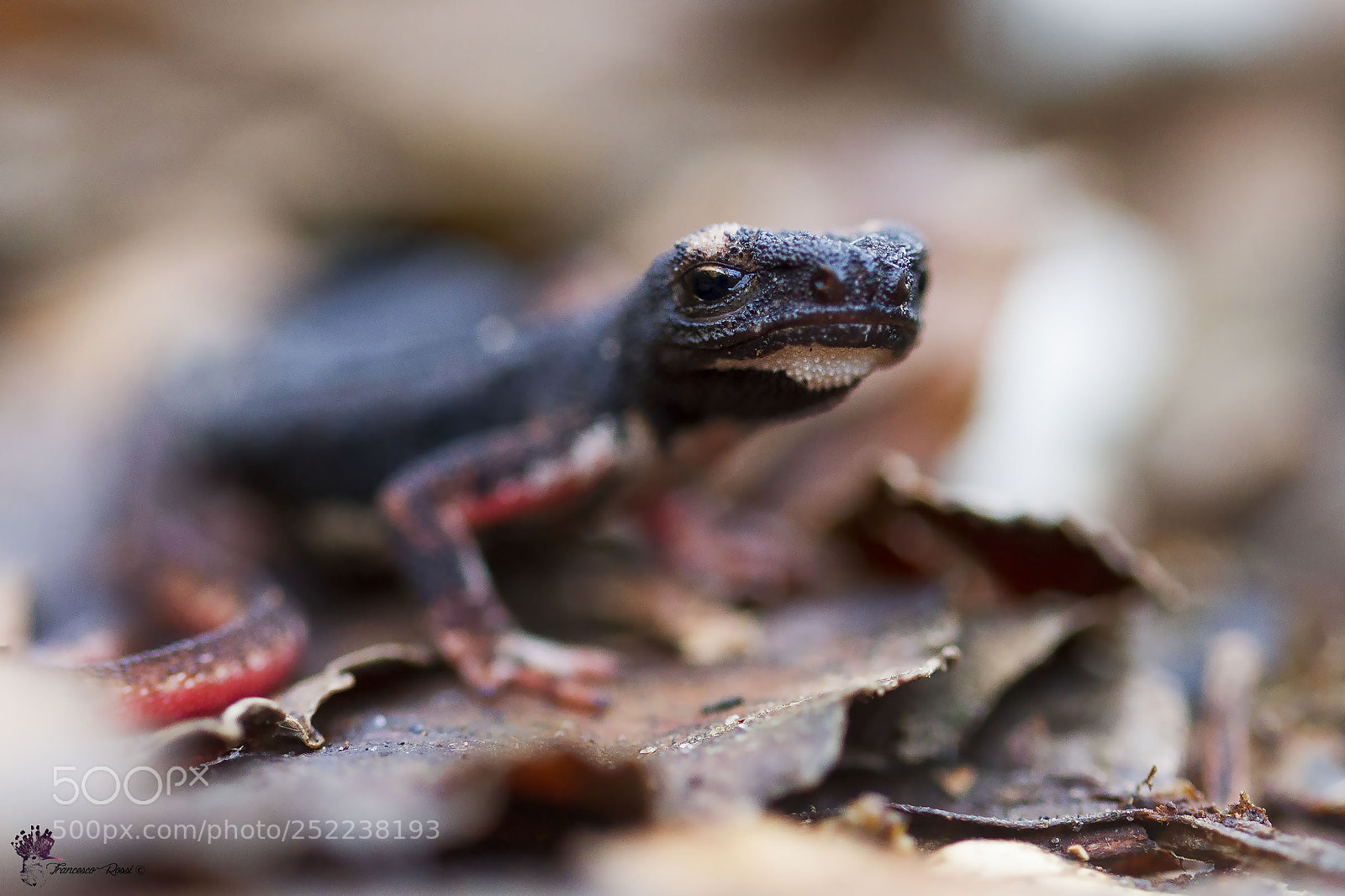 Canon EOS 7D sample photo. Northern spectacled salamander, salamandrina photography