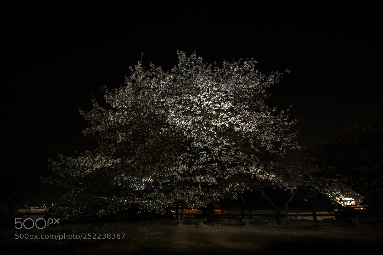 Sony a7S sample photo. Evening scene of cherry photography