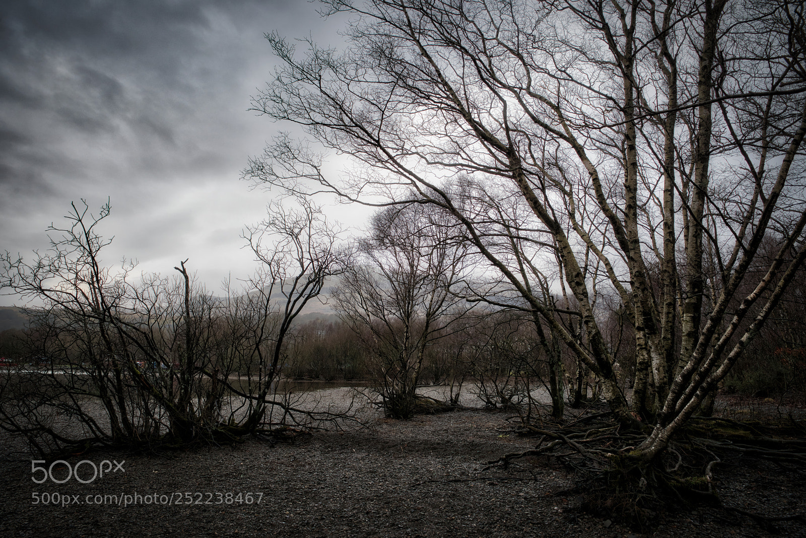 Nikon D810 sample photo. Trees at dawn photography