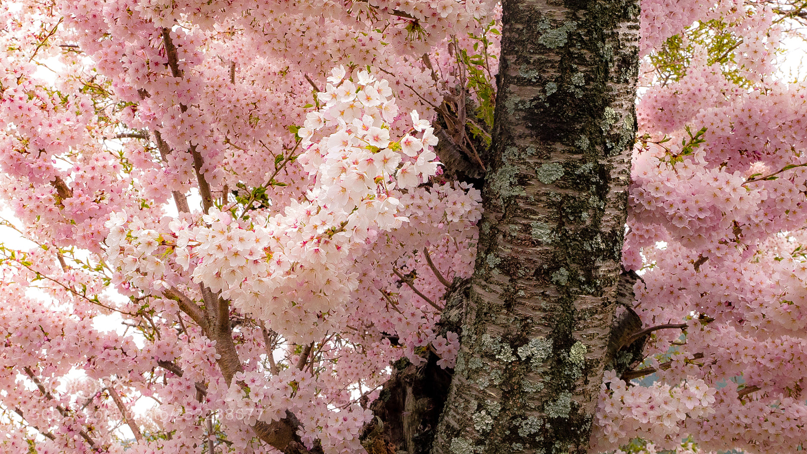 Olympus OM-D E-M1 sample photo. Sakura iv photography