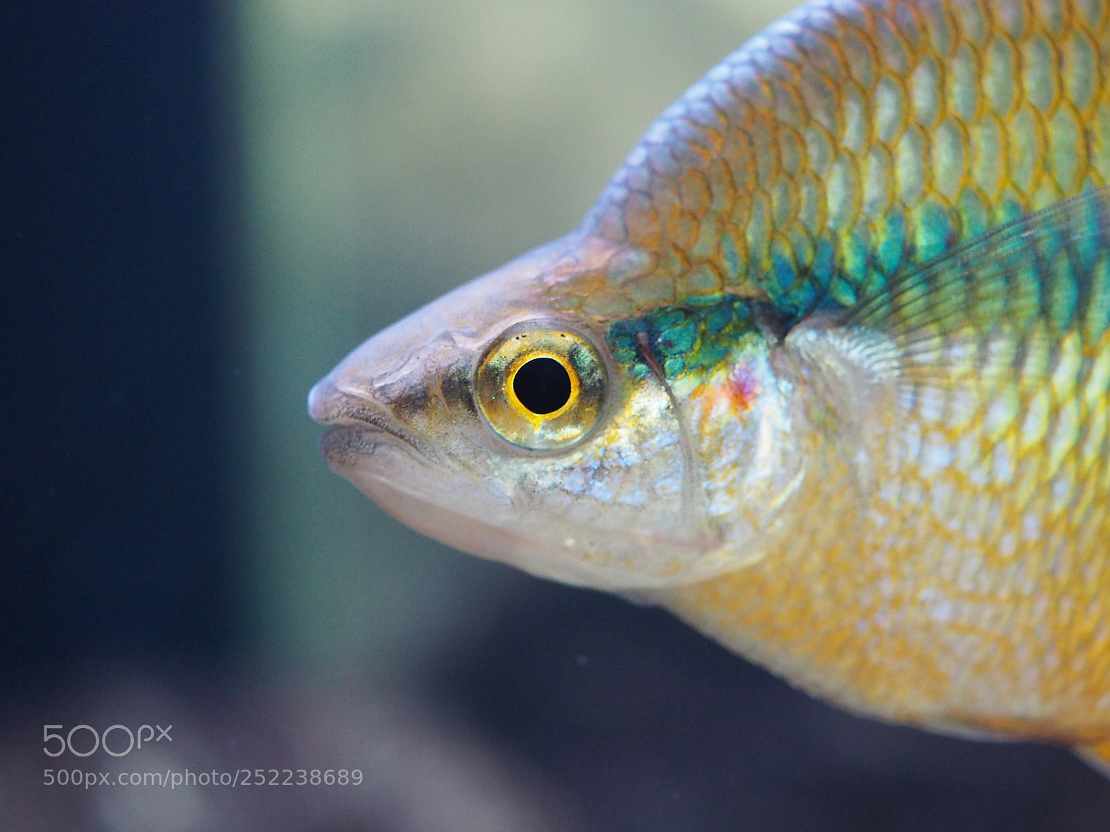Olympus OM-D E-M5 II sample photo. Like a fish in photography