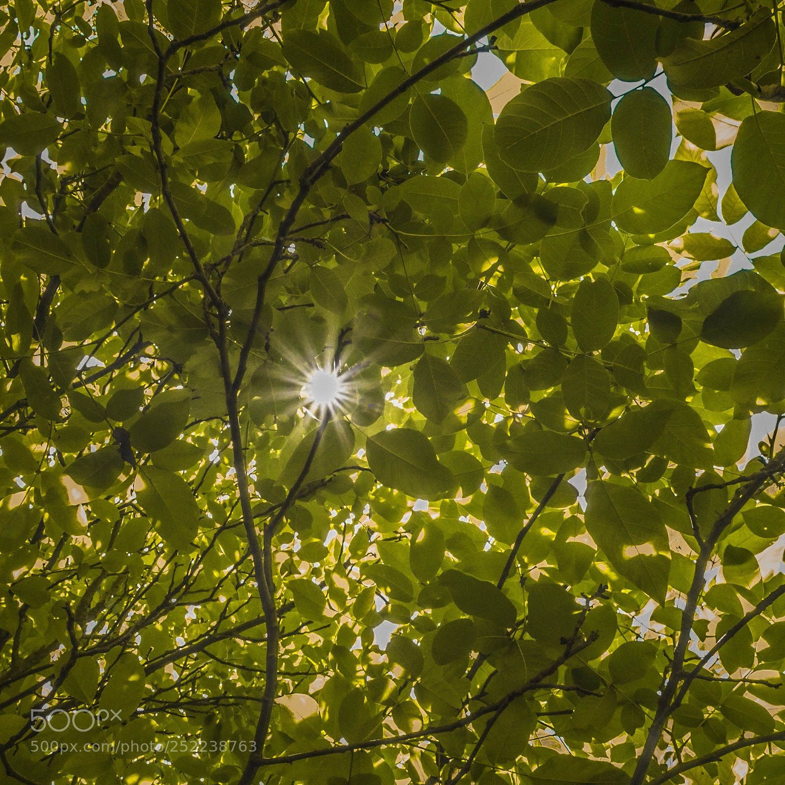 Olympus OM-D E-M10 II sample photo. Sunshine photography