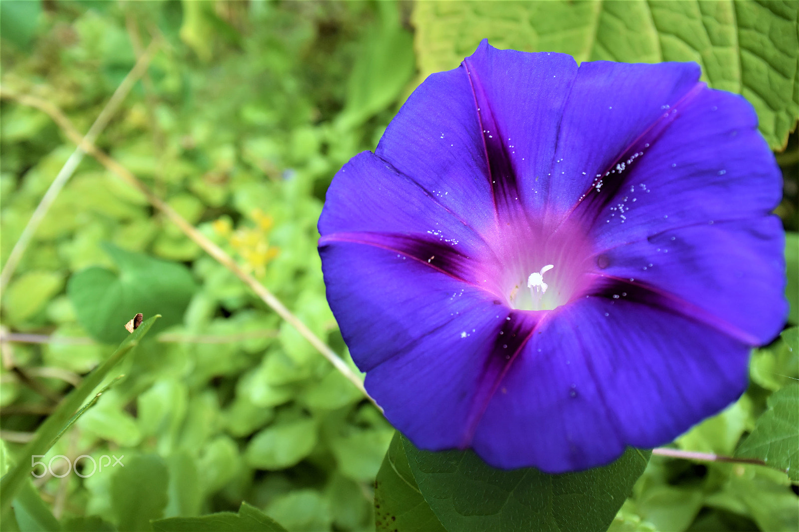 Nikon 1 J4 sample photo. Morning glory photography