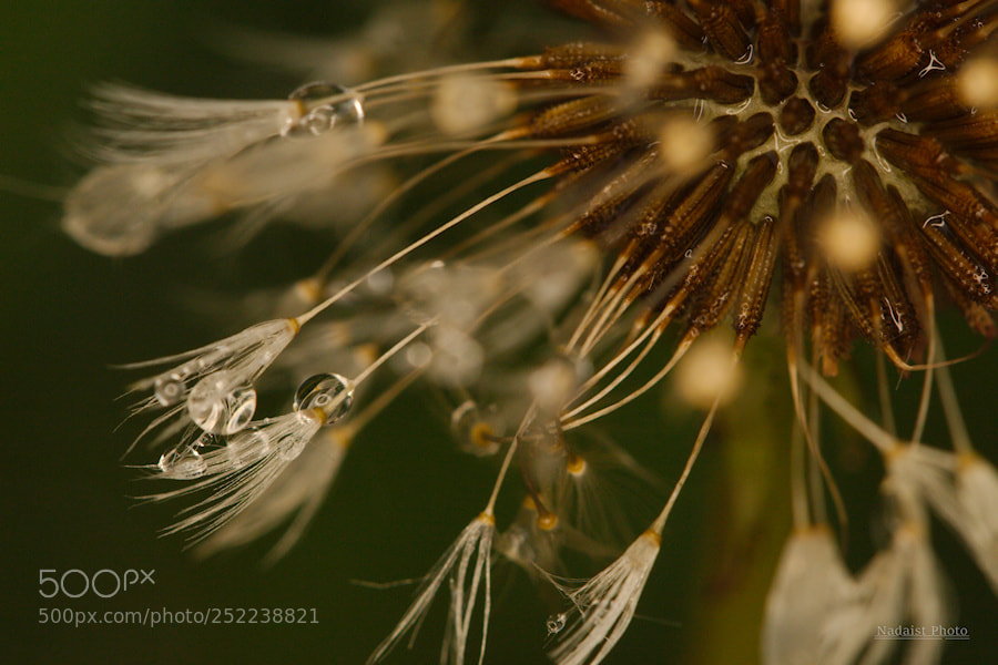 Canon EOS 700D (EOS Rebel T5i / EOS Kiss X7i) sample photo. Fleur photography