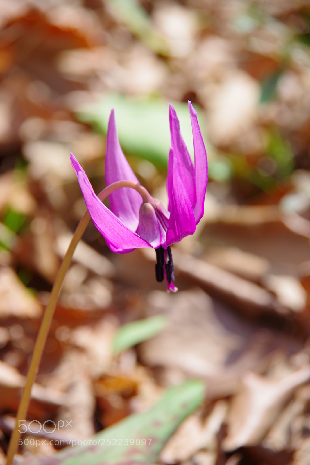 Pentax K-70 sample photo. Untitled photography