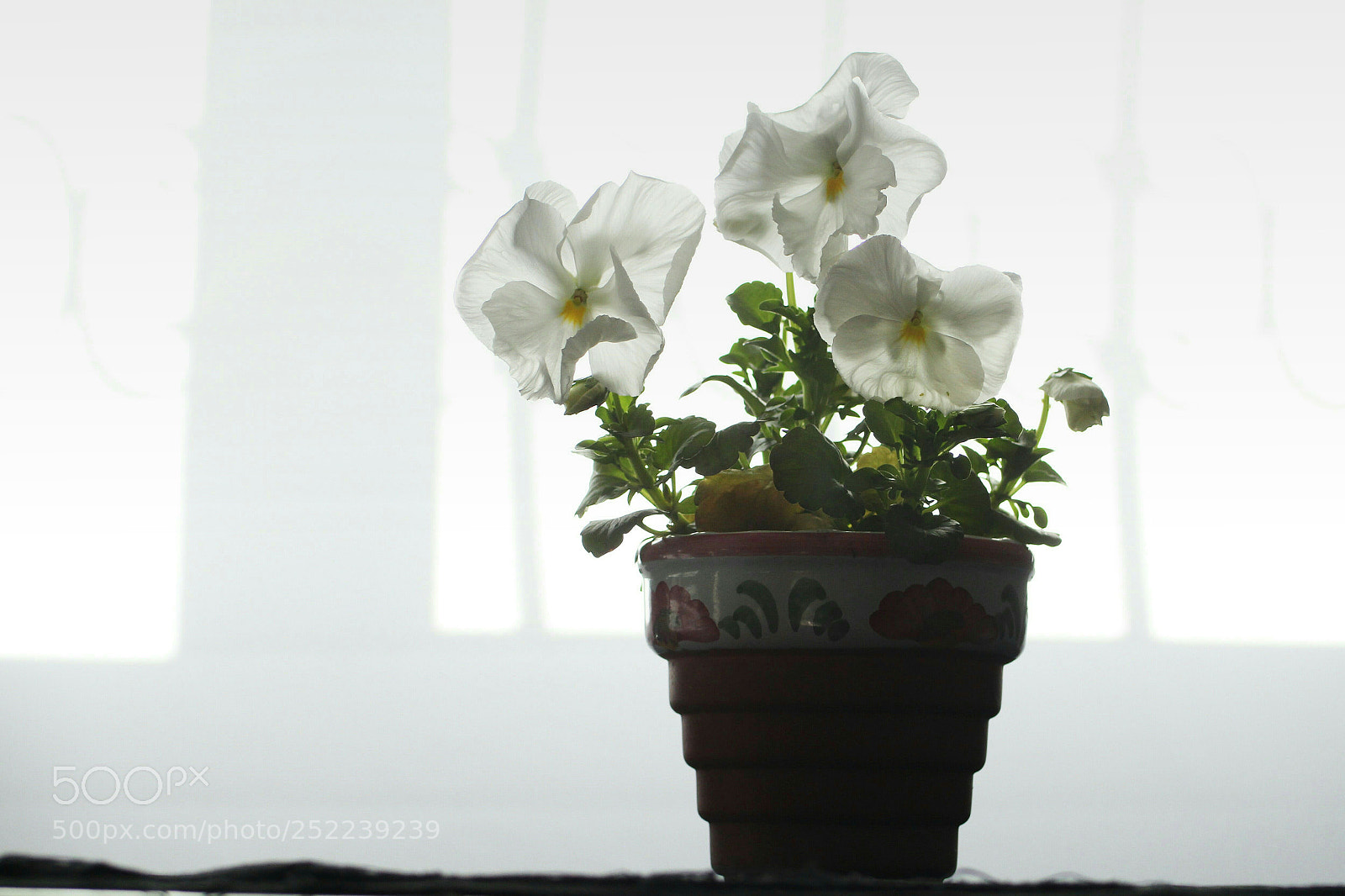 Canon EOS 700D (EOS Rebel T5i / EOS Kiss X7i) sample photo. Blancas flores. photography