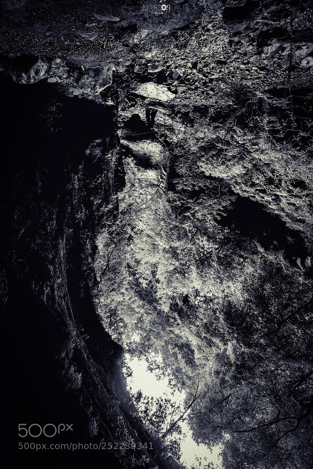 Nikon D7500 sample photo. Upsidedown photography