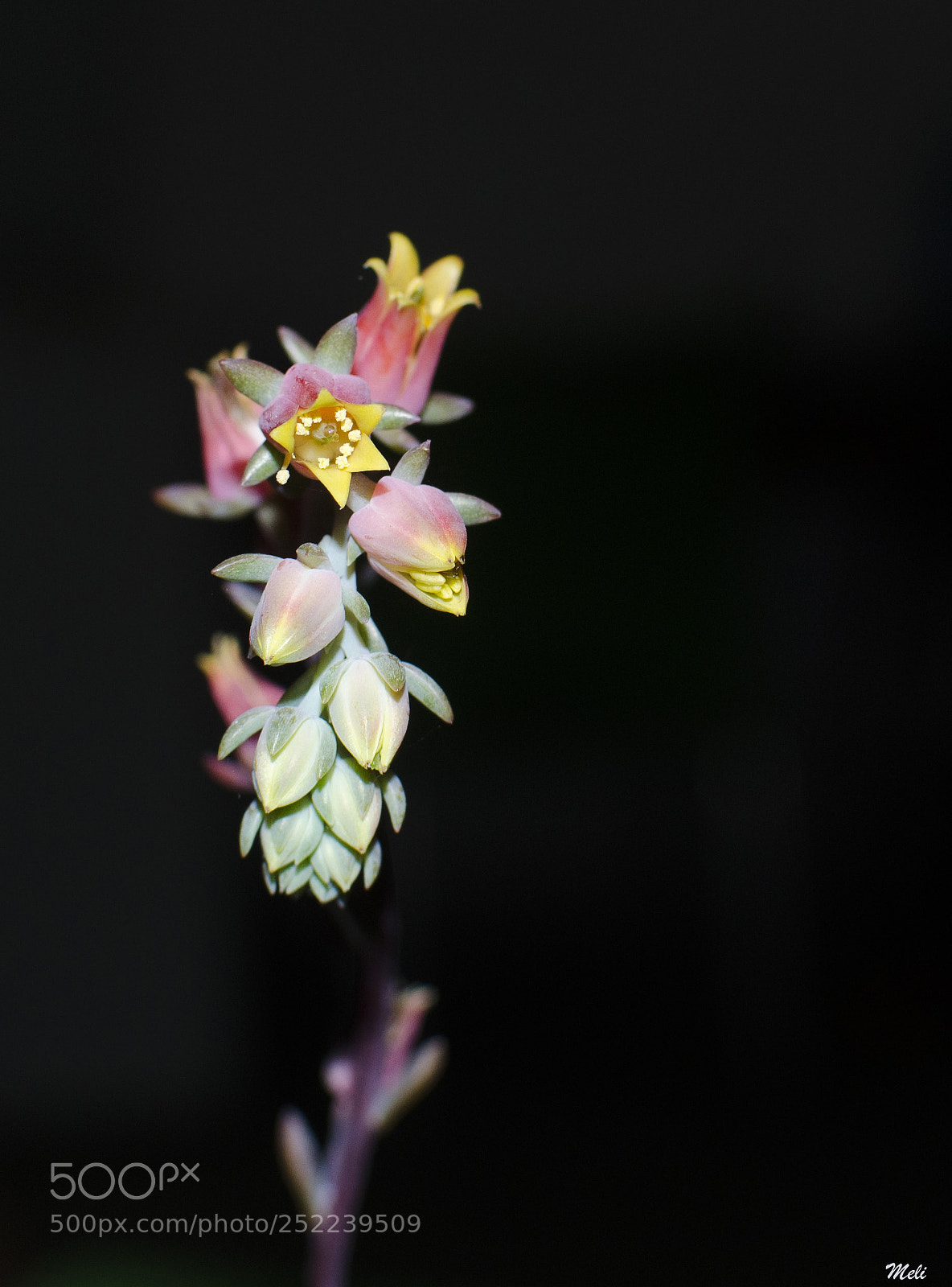 Nikon D5100 sample photo. Kokedama photography