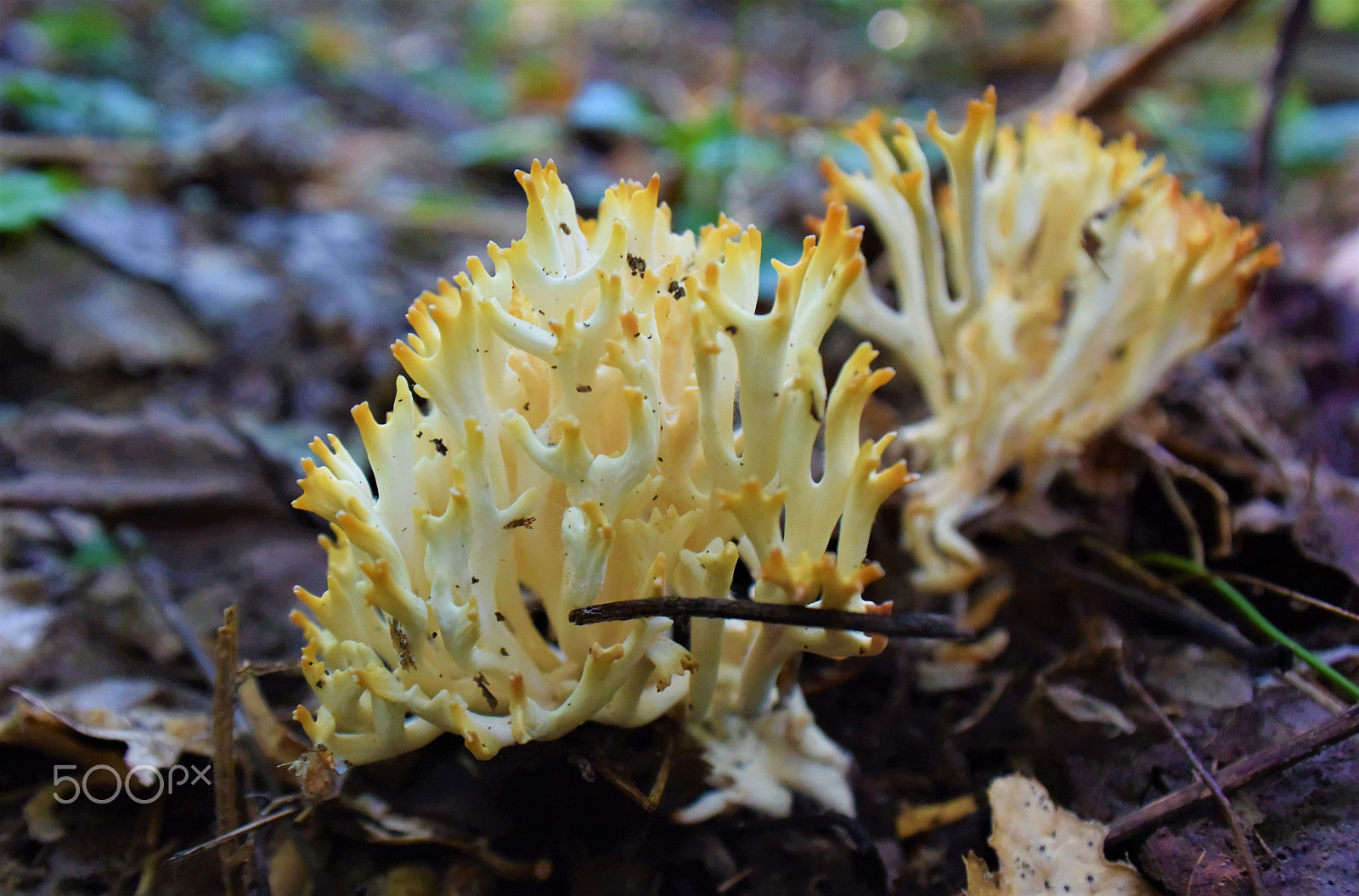 Nikon 1 J4 sample photo. Mushroom 9 - lattice photography