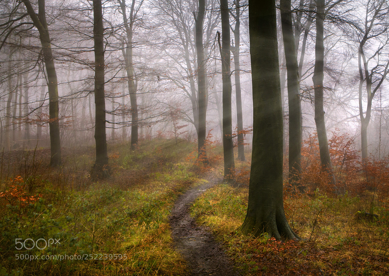 Canon EOS 5D Mark II sample photo. Haze in the woods photography