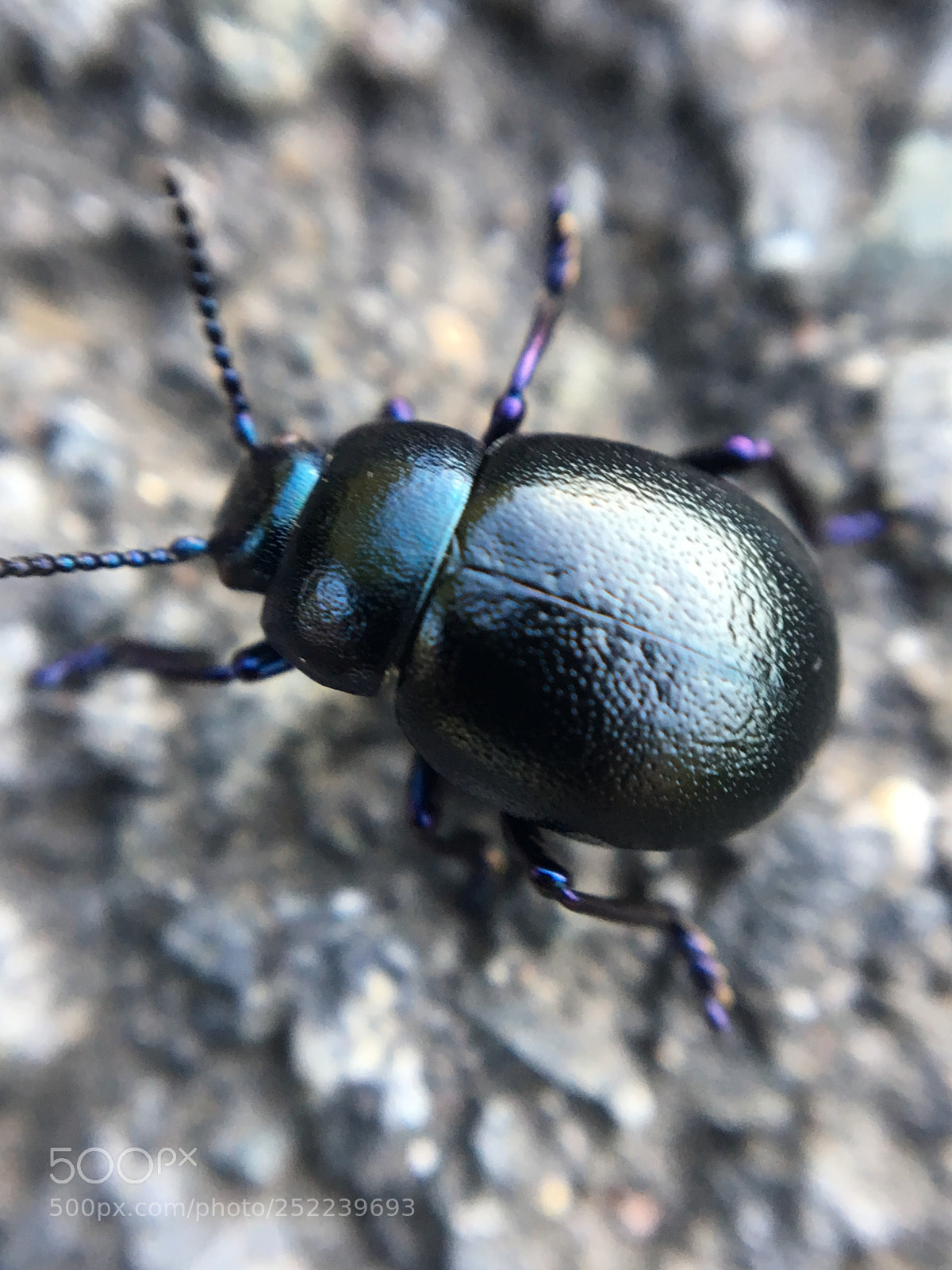 Apple iPhone 6s sample photo.  bug photography