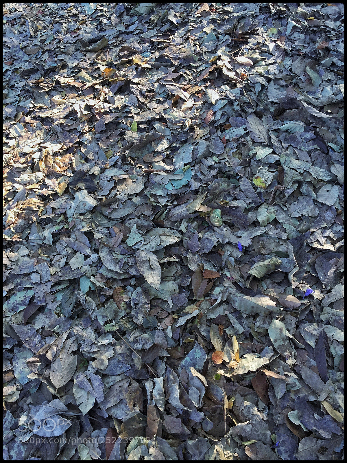 Apple iPhone 6 sample photo. Hojarascas photography