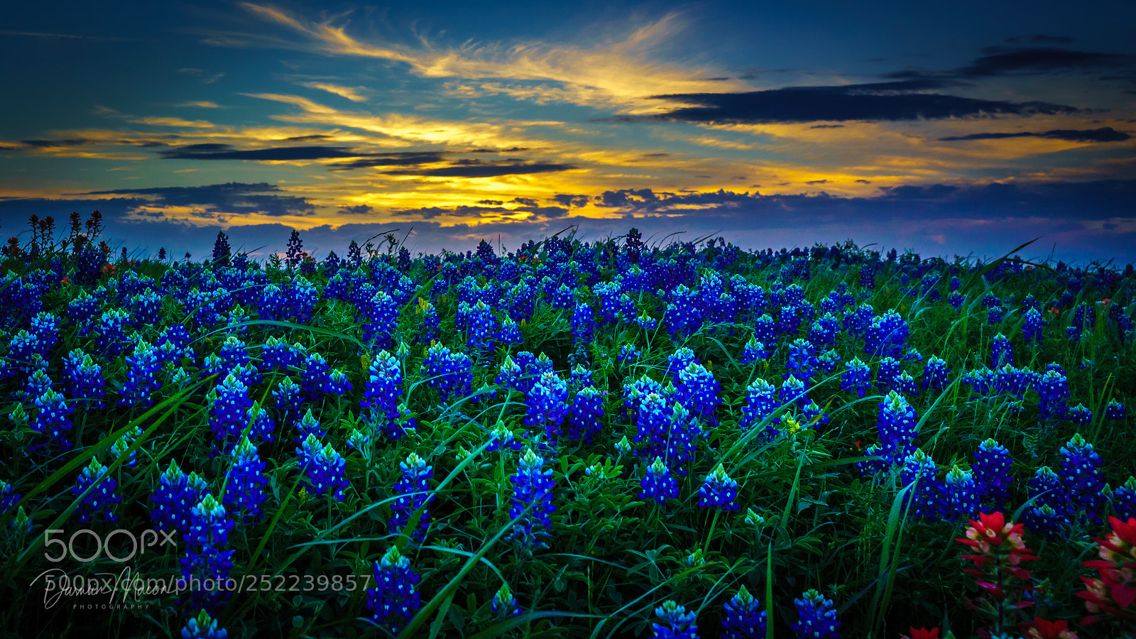 Sony a7R III sample photo. Texas bluebonnets photography